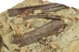 Sandstone with Hadrosaur Tooth, Tendons & Bones - Wyoming #265522-3